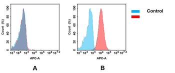 CD93 Antibody