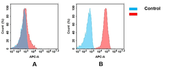 CD166 Antibody