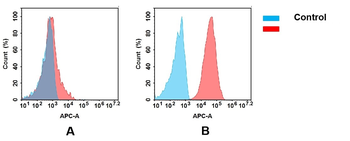 CD166 Antibody