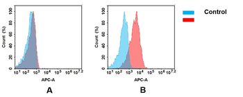 CD79B Antibody