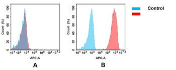 CD98 Antibody