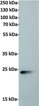 CD79B Antibody (Biotin)