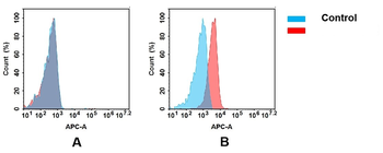 APP Antibody