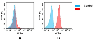 CXADR Antibody