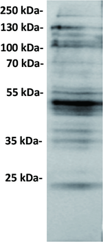 CXADR Antibody