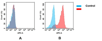 CEACAM6 Antibody