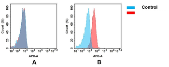 TENM4 Antibody