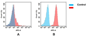 CD166 Antibody