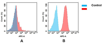 CD166 Antibody