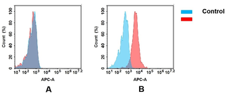 CXCR2 Antibody