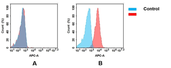 CXCR5 Antibody