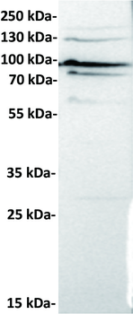 CDH6 Antibody