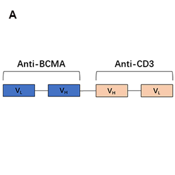 BCMA Antibody