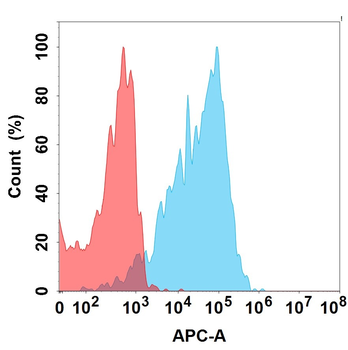 EGFR Antibody