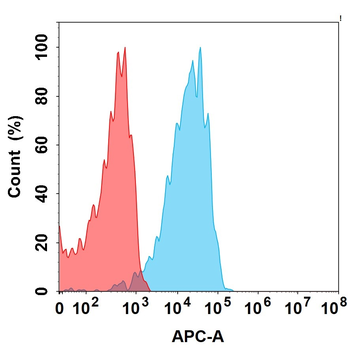 CD98 Antibody