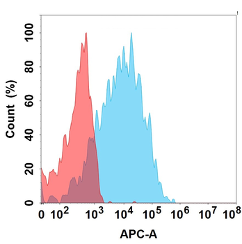 CDH6 Antibody