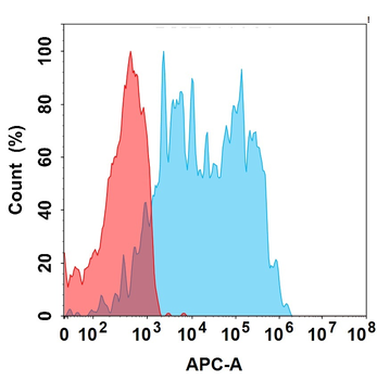 CD6 Antibody