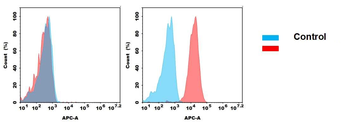 CD22 Antibody