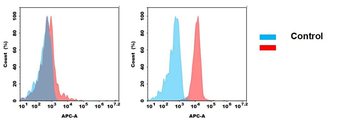 CDH17 Antibody