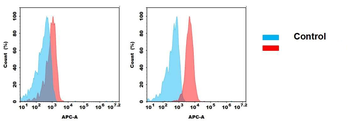 MICA Antibody