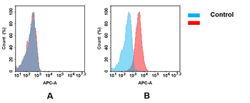 CD205 Antibody