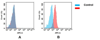 SEZ6 Antibody