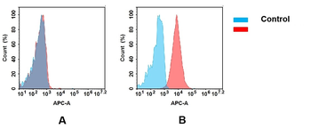 CD93 Antibody