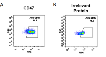 CD47 Antibody