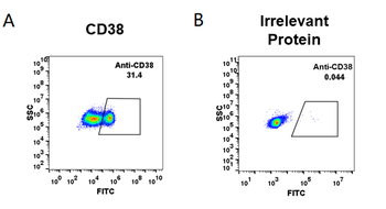 CD38 Antibody