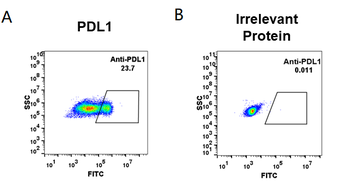 PDL1 Antibody