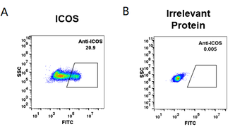 ICOS Antibody