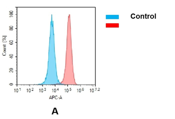 CD33 Antibody