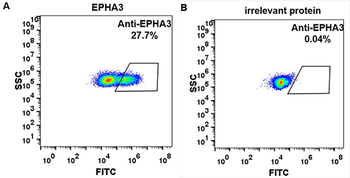 EPHA3 Antibody