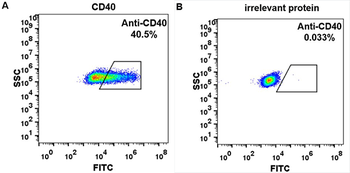 CD40 Antibody