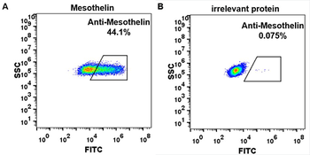 MSLN Antibody