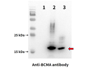 BCMA Antibody