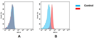 BCMA Antibody