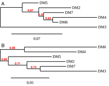 BCMA Antibody