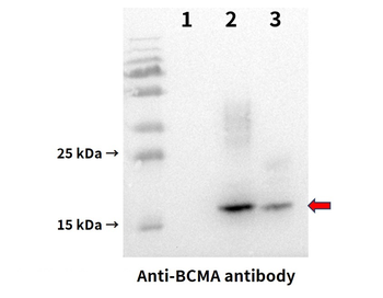 BCMA Antibody