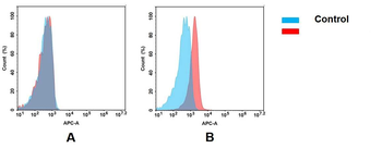 BCMA Antibody