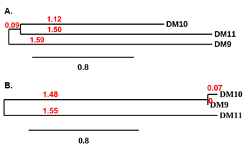 CS1 Antibody