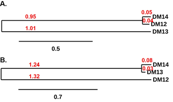 CD22 Antibody