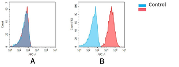 CD38 Antibody