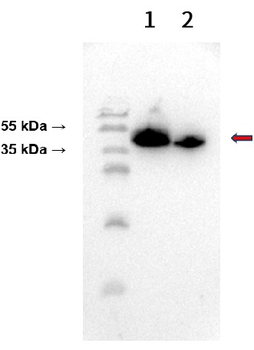 CD38 Antibody