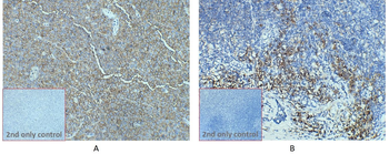 CD38 Antibody