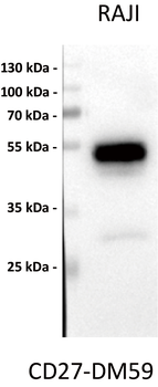 CD27 Antibody