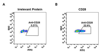 CD28 Antibody