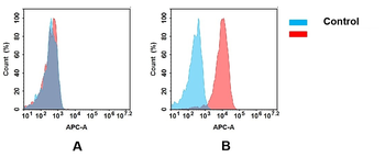 CD28 Antibody