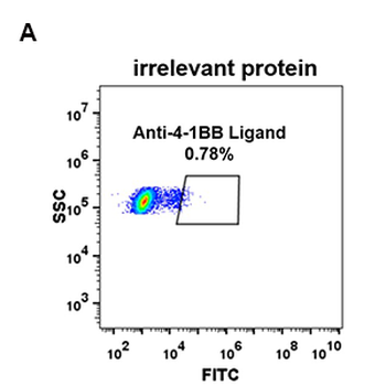 4-1BB Ligand Antibody