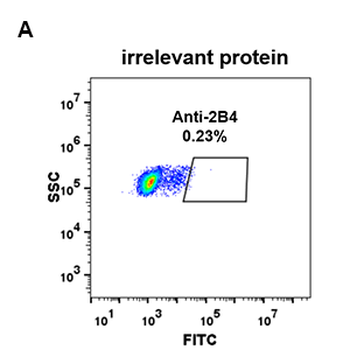 2B4 Antibody